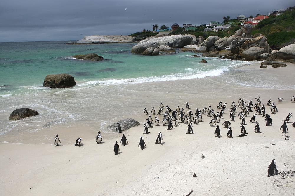 Penguins by the beach