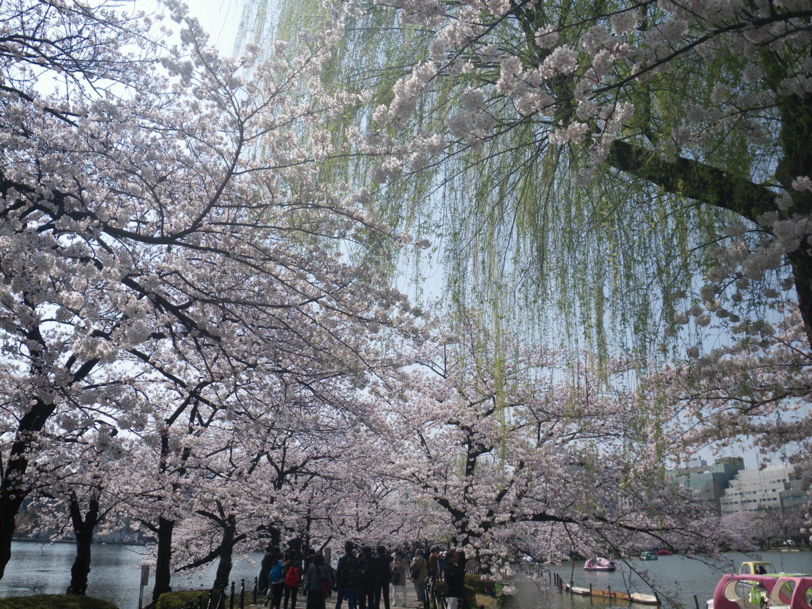 Trees with Cherry Blossom in Tokyo