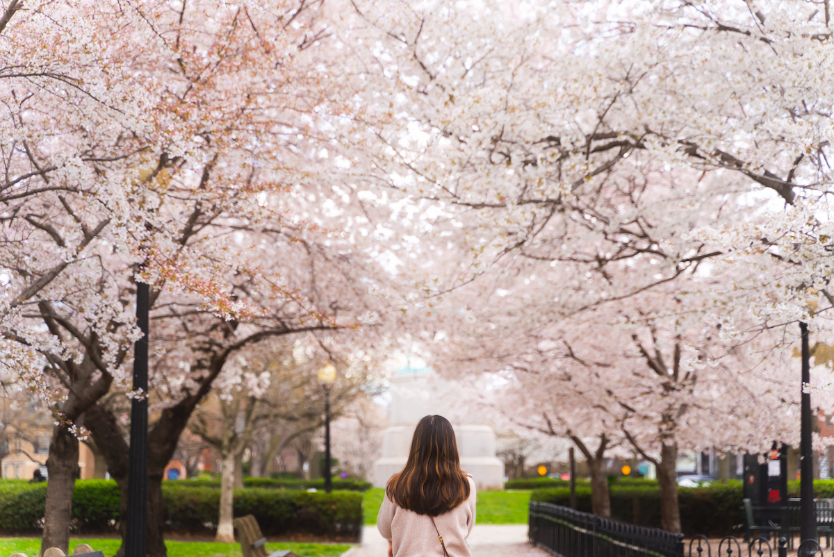 Cherry Blossoms in Stanton Park in Washington DC